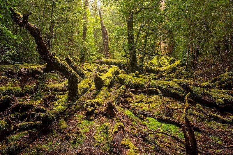 Five Best Cradle Mountain Walks in Tasmania
