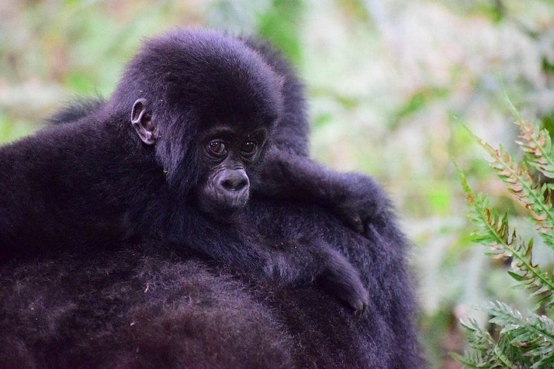 Gorilla Habituation Experience in Uganda