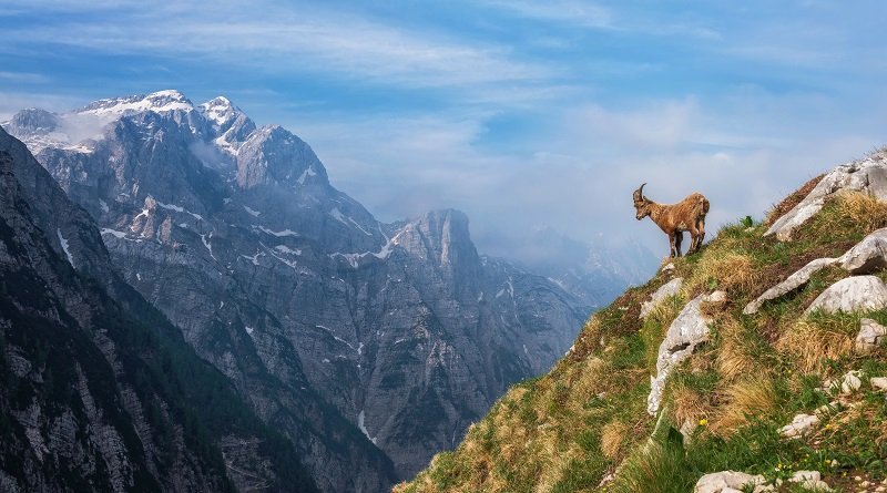 Hiking for Mountain Goats
