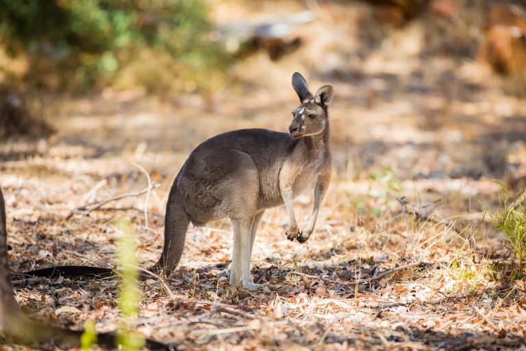 australian-kangaroo-PRTS2WZ